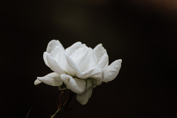 Super white tiny fairy rose flower close up