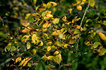 Betula tatewakiana, Betula fruticosa, Betula humilis - Strauchbirke