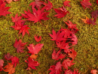 苔に落ちた紅葉