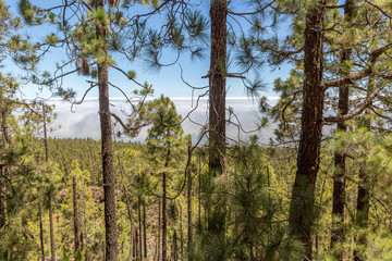 Fototapeta premium Canarian pine and sea of clouds on the island of Tenerife, Canary Islands