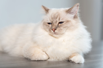 Portrait of beautiful sacred cat of burma