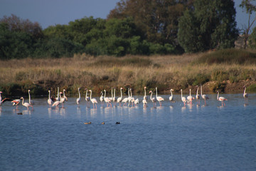flamingos na Ria Formosa