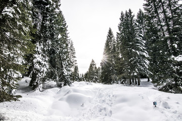 Sentieri sulla neve innevati. Paesaggio innevato sull'Altopiano di Asiago. Bosco con la neve che cade sulle alpi italiane