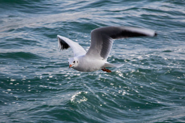 A close up of a seagull flying