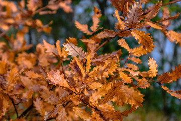 Closeup of brown oak leaves in the autumn season.