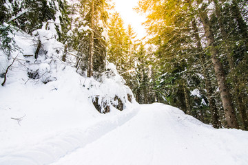 Altopiano di Asiago in inverno. abeti ricoperti di neve fresca nel bosco. escursione con le ciaspole nella neve