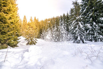 neve che cade nel bosco