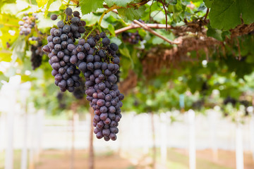 Beauty seedless grapes.Grape berry grow organic plant background in morning in Thailand,