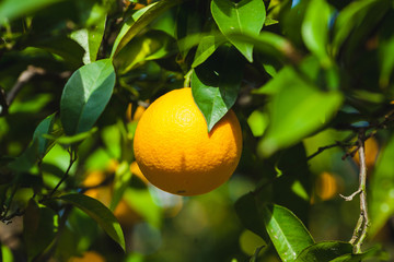 orange on the branch