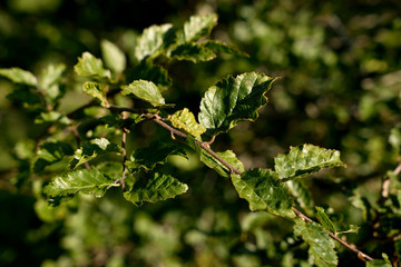 Carpinus orientalis - Orientalische Hainbuche