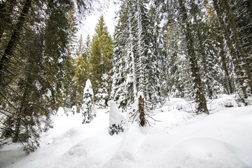 Sentieri sulla neve innevati. Paesaggio innevato sull'Altopiano di Asiago. Bosco con la neve che cade sulle alpi italiane