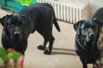 two black dogs