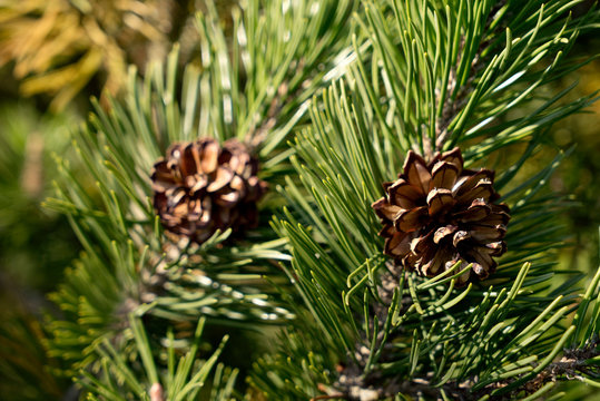 Pinus uncinata ssp rotundata, Pinus mugo ssp. rotundata, Pinus mugo ssp. rotundata - Moorkiefer, Moor-Spirke, Latsche, F&ouml;hre, Legf&ouml;hre