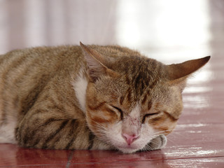 Sleeping cat