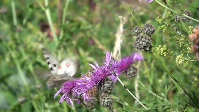 Mosel-Apollo, Apollofalter, Moselapollofalter Parnassius apollo