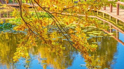 Autumn park with a pond and a wooden bridge