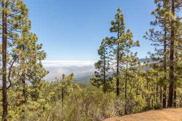 Canarian pine and sea of clouds on the island of Tenerife, Canary Islands