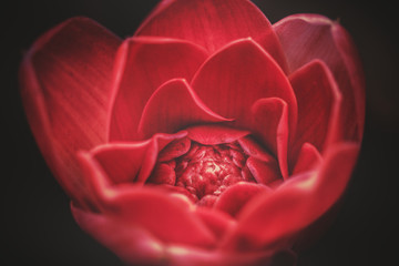 Pfingstrose Herz künstlerisch