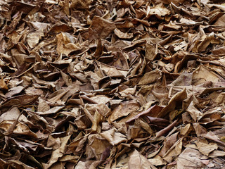 pile of dry leaf