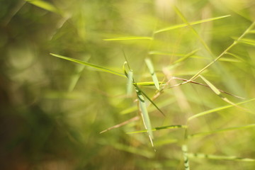 grasshopper on leaf