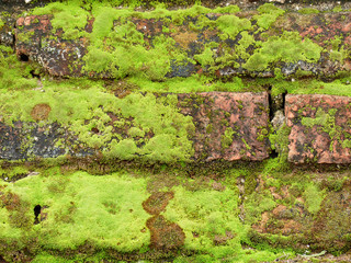 Moss over the brick wall texture