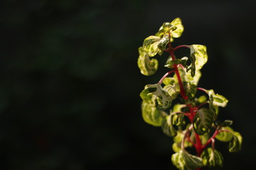 flower on black background