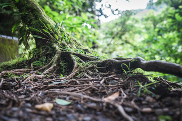 Nature Forêt et Fleur