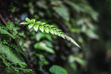 Nature Forêt et Fleur
