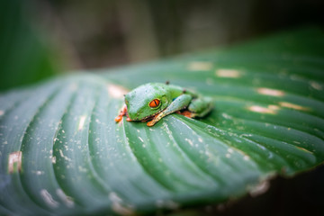 Grenouille aux yeux rouges