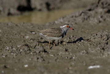  Three banded plover, Africa