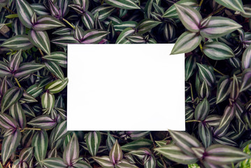 Fototapeta na wymiar Blank greeting paper card on green leaf for mockup template design wedding card.