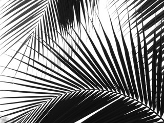 beautiful palms leaf on white background