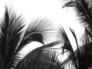 Fototapeta premium beautiful palms leaf on white background