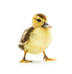 Cute little duckling