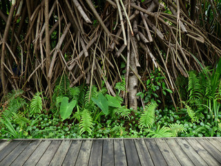 A wooden walkway through the swamp with birch