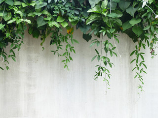 Fototapeta na wymiar Background old wall and ivy leaves