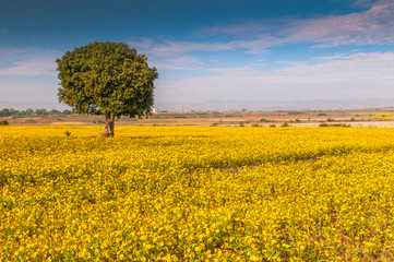 Obraz premium Yellow sesame flower fields and tree near Inle Lake in Myanmar.
