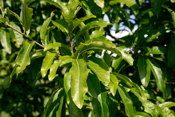 Fototapeta na wymiar Quercus imbricaria - Schindel-Eiche
