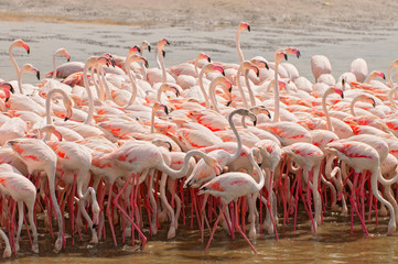 Naklejka premium Pink flamingos in the lagoon Ras al Khor in Dubai, United Arab Emirates.