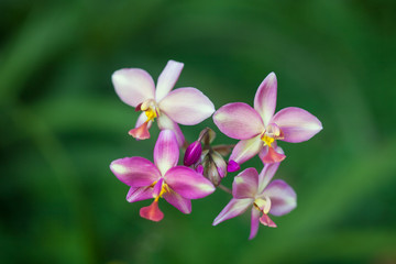 Fototapeta na wymiar Close up beautiful lilac orchid. Macro photo, purple flower