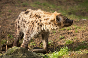 Hyena - kijk nou