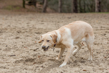 Labrador pup kauwt op takje