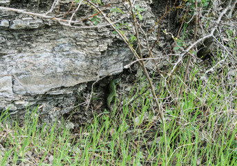 Green lizard hiding under the rock in the grass