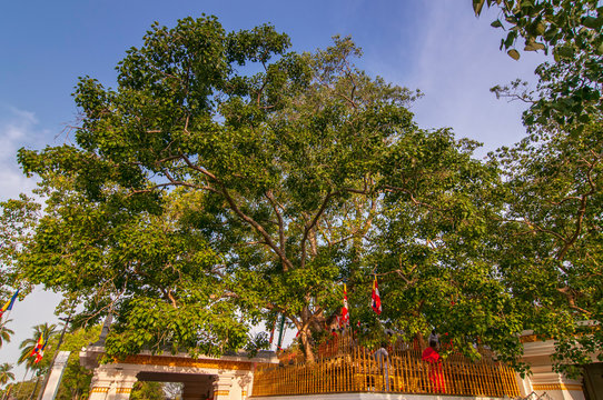 Possibly oldest recorded tree in world. At sacred bodhi tree temple, Anuradhapura, Sri Lanka, Asia.