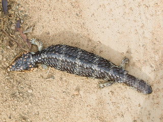 マツカサトカゲTiliqua rugosa