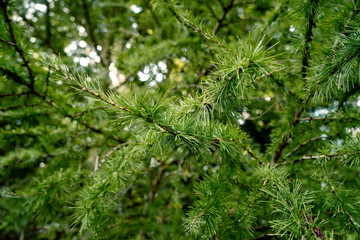 Larix gmelini var. principis rupprechtii' - Dahurische Lärche,  Prinz Rupprecht-Lärche