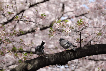 目黒川の桜