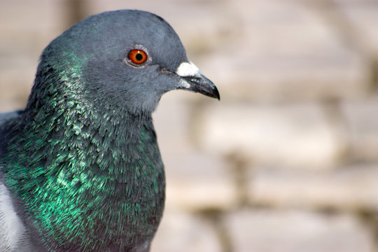 pombo
