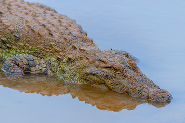 The saltwater crocodile (Crocodylus porosus), also known as the estuarine crocodile, Indo Pacific crocodile, Yala National Park, Sri Lanka.