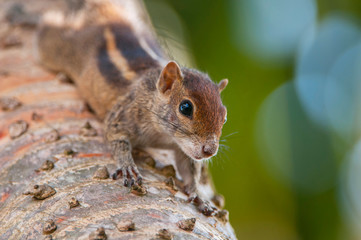Naklejka na ściany i meble Indian Palm Squirrel (Funambulus palmarum) Jaffna, Sri Lanka.